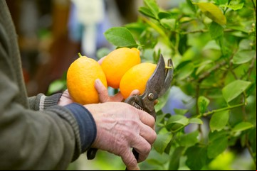 Poda de limonero: cuál es la estación más adecuada para hacerlo y así favorecer el crecimiento de sus ramas