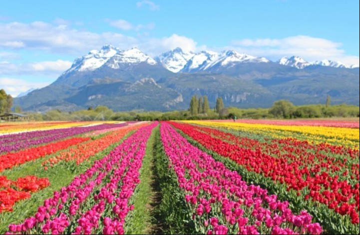 Los campos de tulipanes de Trevelín no solo atraen a turistas, sino que también representan un importante atractivo agrícola para la región. Foto: trevelin.tur.ar.