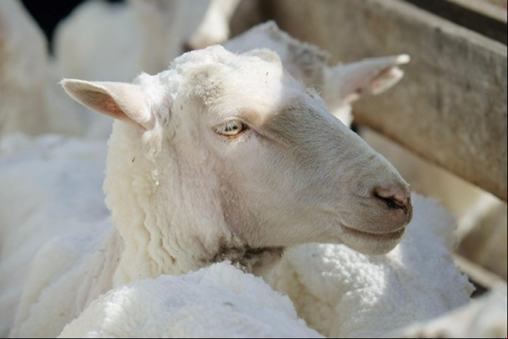 Ovinos raza Merino