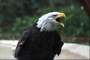 Murió Murphy, el águila que quiso incubar una roca y adoptó a un aguilucho huérfano