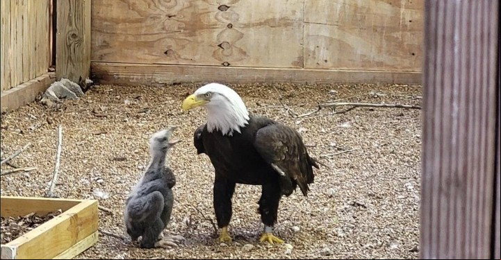 Los investigadores del parque le dieron un aguilucho enfermo que Murphy cuidó hasta el día de su muerte (Instagram).
