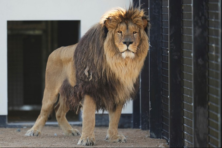 Rori es un hermoso león con una nueva vida (AP).