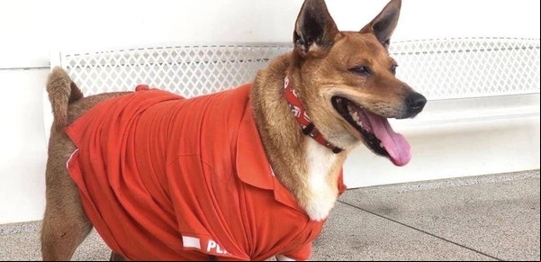 Qué pasó con Moo Daeng, la famosa perra que esperó durante meses a su dueño sin saber de su muerte