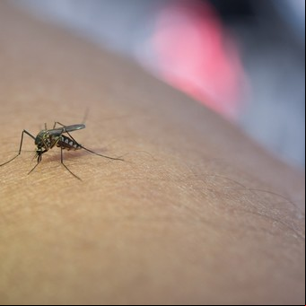 No más mosquitos: la planta que podés tener en casa, es fácil de cuidar y mantiene lejos a estos insectos