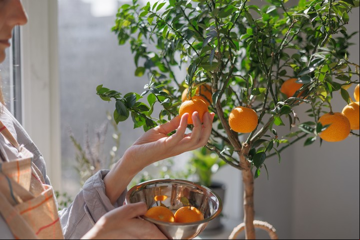 El naranjo puede cultivarse en casa si se siguen ciertos cuidados. Foto: Shutterstock.