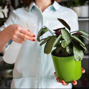 Adiós cochinillas: el truco infalible de los jardineros expertos para eliminarlas y salvar tus plantas