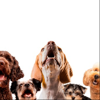 Mide 20 centímetros y vive más de 20 años: cuál es la raza de perro más longeva, según los expertos