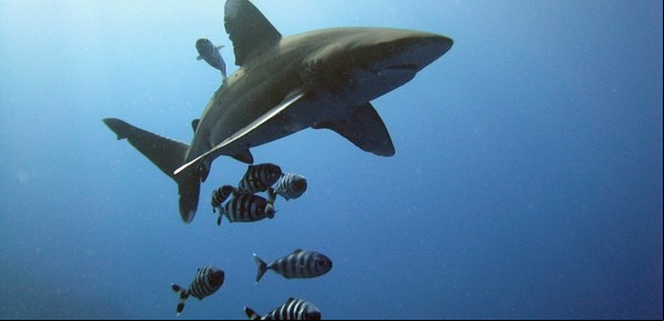 Los tiburones que son guardianes de un ecosistema marino único y están en riesgo por la salvaje depredación de los pesqueros ilegales