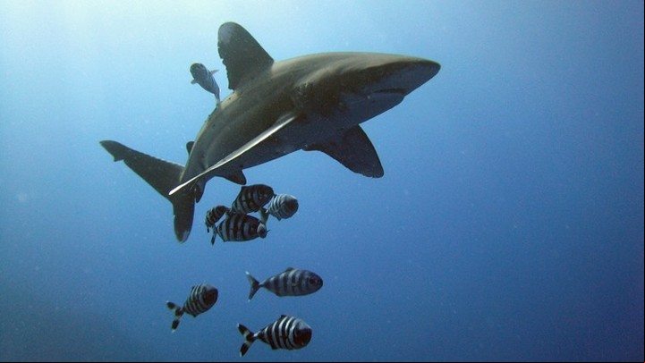 Como superdepredadores, los tiburones mantienen ecosistemas enteros bajo control. Foto NOAA