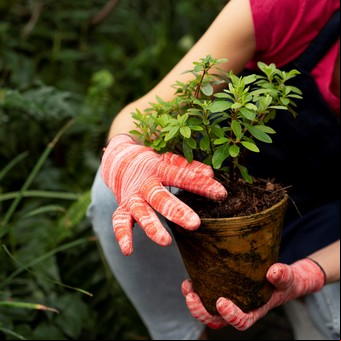 Experta en jardinería revela cuál es la mejor forma de trasplantar tus plantas y no fallar en el intento