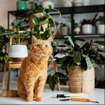 Plantas peligrosas para gatos: qué especies pueden causar intoxicaciones y cómo proteger a tu mascota