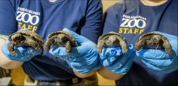 Una tortuga de 97 años fue madre por primera vez