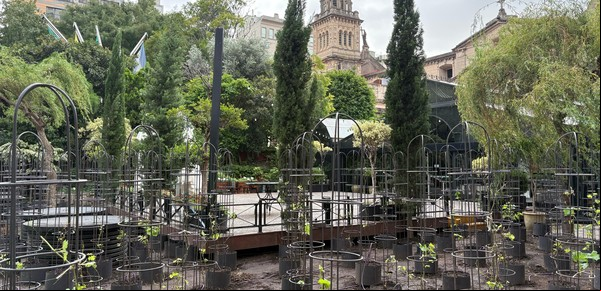 Un hotel de Buenos Aires ya tiene el primer viñedo urbano de Latinoamérica: dónde está y qué variedades cultiva