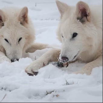 Un experto de la UBA revela secretos de cómo revivieron al “lobo terrible”