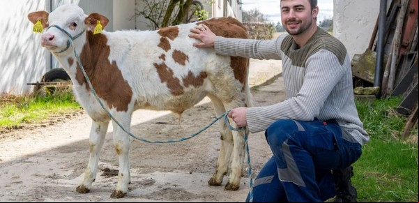 Un granjero perdió su anillo de casado y un carnicero lo encontró en el estómago de una vaca