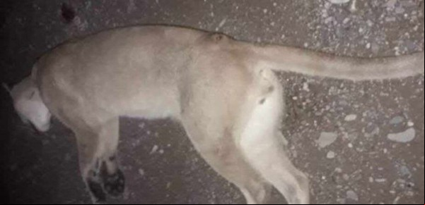 Se le apareció un puma en su casa, sus perros lo acorralaron y lo mató a palazos: afrontará multa y denuncia en Jujuy