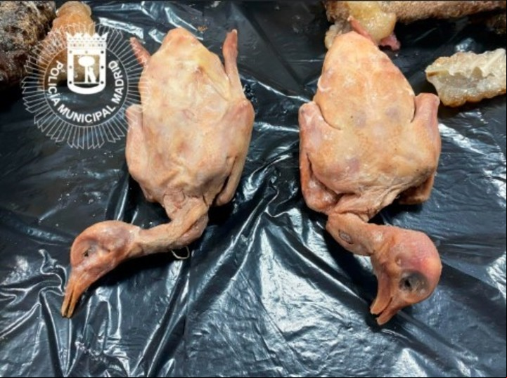 Las palomas que eran servidas como patos (Policía Municipal de Madrid).