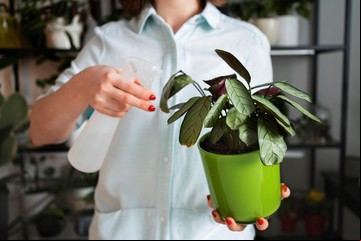 “Oro verde” para tus plantas: los expertos jardineros usan este fertilizante casero que las vuelve más fuertes y verdes