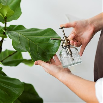 Este es el efecto que la vaselina puede tener en tus plantas: cuáles son sus propiedades y cómo usarla