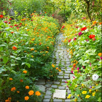 La flor premiada como la más bella del mundo: crece en grupo, es fácil de cuidar y perfuma todo el jardín
