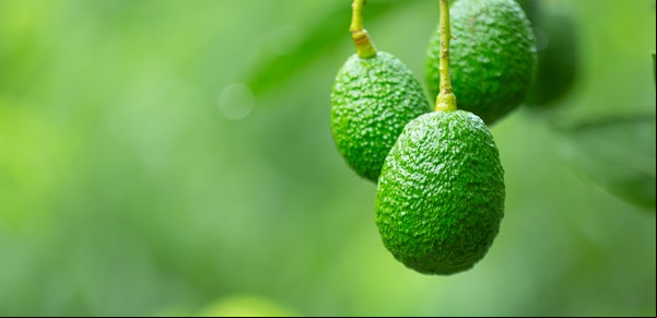 Si cultivaste un árbol de palta desde el carozo, necesitás saber esto: el truco de los jardineros para tener frutos lo antes posible 