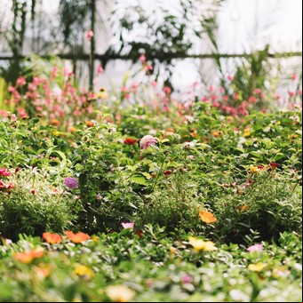 Estas son las 3 plantas clave que tenés que cultivar en abril si en verano querés tener un jardín de ensueños