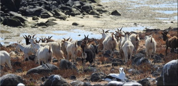 Las misteriosas cabras que desde hace 300 años viven sin agua dulce en una isla 