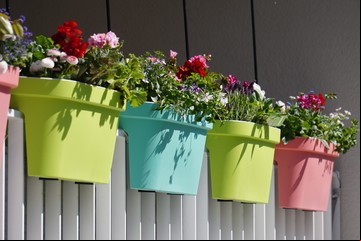 La planta más romántica del año: tiene forma de corazón y es furor por su poder para purificar el aire