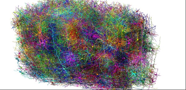 Crean el mapa más grande de un cerebro hasta hoy