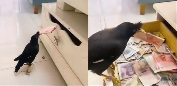 Entrenó a su pájaro para que llevara a su casa billetes de la calle: esto se sabe del viral del momento