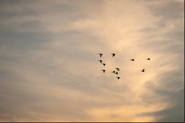 El enigma de un ave incomprendida: este animal regula, limpia y combate las plagas en nuestro entorno