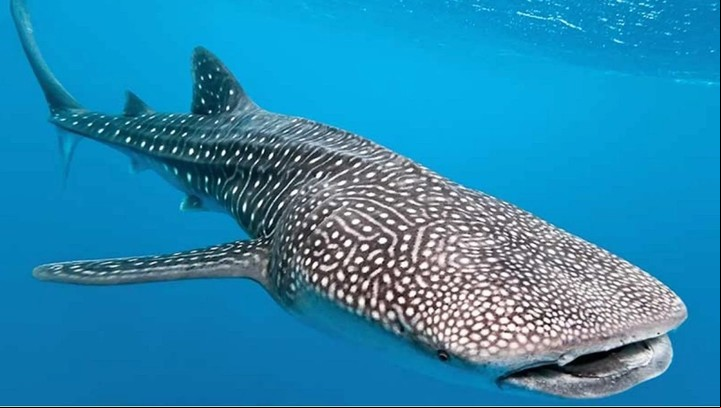 Se encuentran en los océanos cálidos de todo el mundo y son nadadores lentos (Instagram).