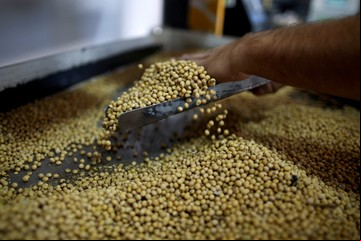 Soja: entre la esperanza de un acuerdo comercial y una realidad de débil demanda global