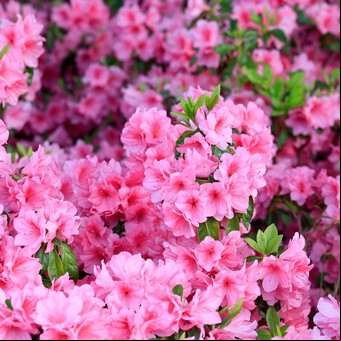 Esta es la forma correcta de reproducir Azaleas por esquejes y llenar tu jardín de flores la próxima primavera