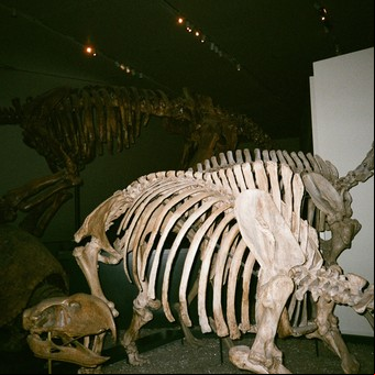Con más de 200 millones de años, este animal logró lo que ningún otro vertebrado pudo: sobrevivir a dos catástrofes globales