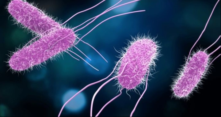 La Salmonella Typhi es la bacteria que causa la fiebre tifoidea. Foto: Shutterstock.