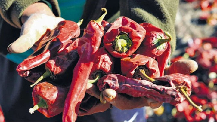 Su color intenso y aroma ahumado lo hacen ideal para salsas, aceites saborizados y mantecas especiadas. Foto: Gobierno de Salta.