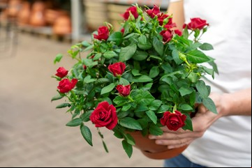 Los 10 secretos de jardineros expertos para mantener las rosas sanas y con flores todo el año