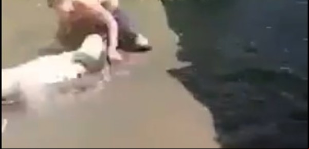 Entró a la jaula de un cocodrilo creyendo que era mecánico y terminó ferozmente mordido