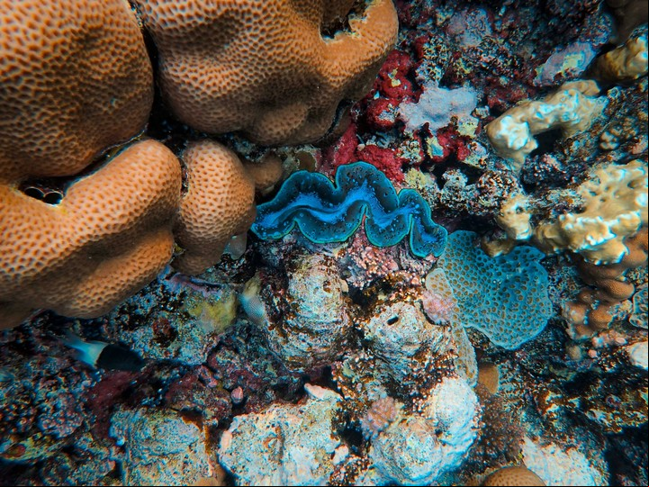 En zonas costeras con muchos sedimentos o fitoplancton, el mar puede verse verde, marrón o grisáceo. Foto: Unsplash.