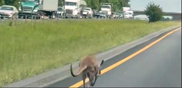 Sheila, la cangura que escapó de casa y se puso a correr en una autopista