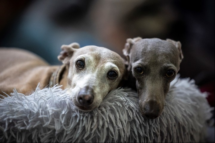 Hablar con las mascotas no solo es un comportamiento común, sino que además revela ciertos rasgos psicológicos y emocionales en quienes lo practican. Foto: EFE