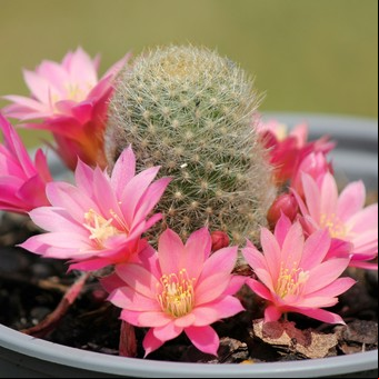 Tus cactus no florecen porque no hacés esto: el secreto mejor guardado de jardineros expertos