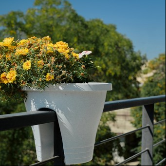 La flor ideal para otoño e invierno: es resistente, colorida y fácil de mantener