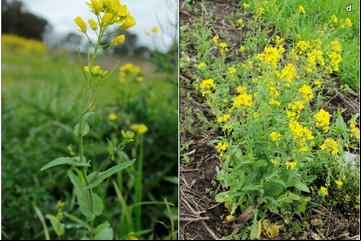 Alerta roja para la agricultura: se confirmó una nueva maleza resistente en Argentina 