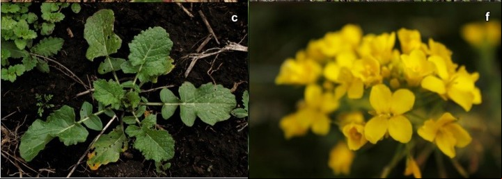 Izquierda roseta, derecha inflorescencia y detalle de flores del nabo silvestre.
