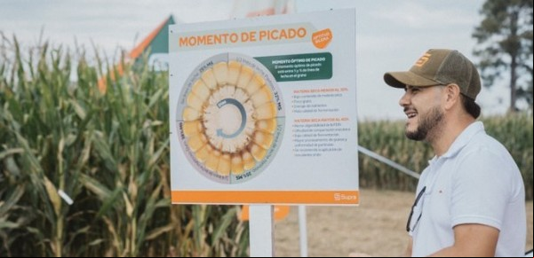 Tres aspectos a tener en cuenta a la hora de sembrar maíz para picar