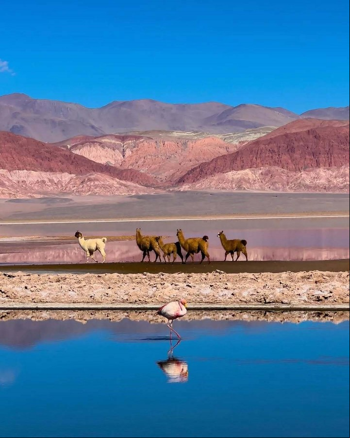 La laguna es hogar de vicuñas, zorros andinos y aves típicas de alta montaña. Foto: Instagram @visitcatamarca y @alto.dron.