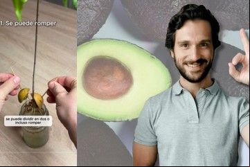 Esto es lo que no tenés que hacer si querés germinar una palta desde el carozo: “Las raíces son más débiles”