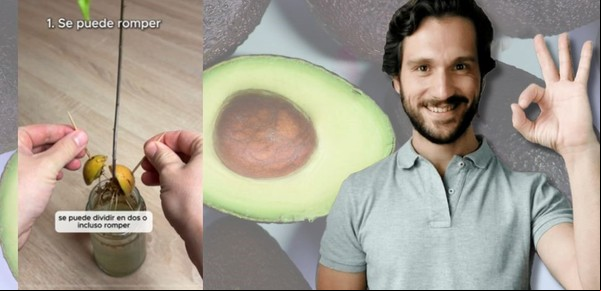 Esto es lo que no tenés que hacer si querés germinar una palta desde el carozo: “Las raíces son más débiles”